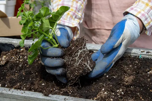 Eldivenli eller çiçek filizlerini gevşetiyor.