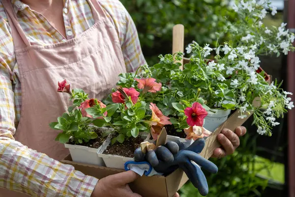 Önlüklü kadın elinde çiçek tepsisi ve dikim aletleri tutuyor.
