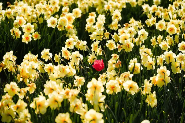 Hollanda Sahasında Sarı Nergisler Arasında Tek Kırmızı Lale