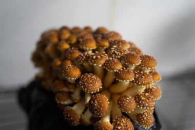 Hidrofonik yetiştirme odasındaki gurme mantarlarına yakın çekim