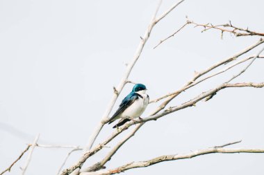 Çıplak bir dalda oturan erkek bir kırlangıcın yan görüntüsü