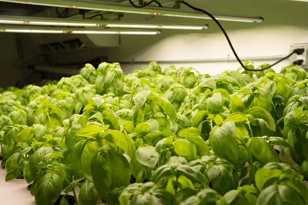 Kapalı alanda yetişen fesleğen bitkileri.