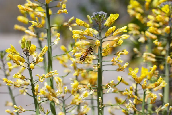 Arılar uzun çiçeklerin arasında uçar