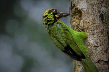 Psilopogon Javensis - Ağaçta siyah bantlı Barbet
