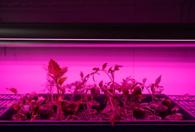 Büyüyen ışıklar altında çeşitli bitki fideleri