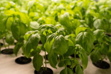 Kapalı alanda yetişen fesleğen bitkilerinin yakın çekimi