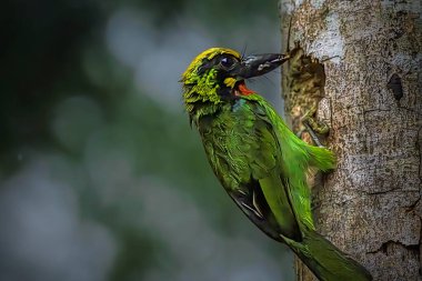 Psilopogon Javensis - Ağaçta siyah bantlı Barbet