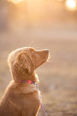 Altın köpek sıcak günbatımı ışığında yukarı bakıyor.