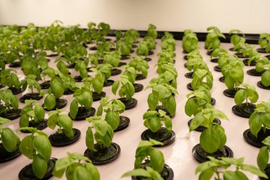 Kapalı alanda yetişen fesleğen fidanları.