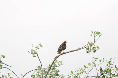Bir ağaç dalına tünemiş kırmızı kuyruklu şahin geniş bir görüş alanına sahiptir.