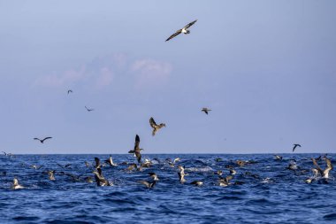 Deniz kuşları Açık Deniz 'de Beslenme Çılgınlığında Toplanıp Dalışa Geçtiler