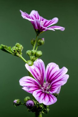 Yeşil Kökte Mor Mallow Çiçeği Parıltısı