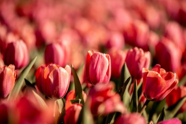 İlkbaharda açan laleler.