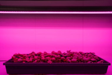 Fesleğen tohumları tepsinin altında büyüyen ışıkların altında fotokopi alanı ile