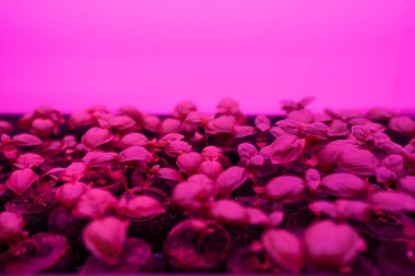 Fesleğen filizlerinin yakın çekim görüntüsü