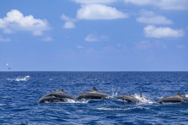 Köpüklü tropik sularda süzülen yunuslar sürüsü