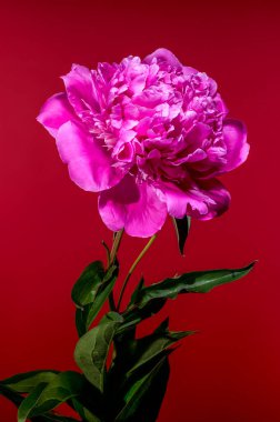 Kırmızı Arkaplanda Su Damlacıklarıyla Pembe Şakayık Çiçeği