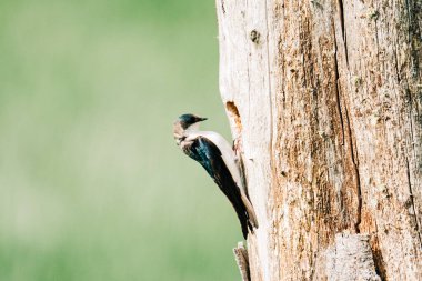 Ağaca tünemiş dişi bir kırlangıç manzarası
