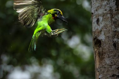 Psilopogon Javensis - Ağaçta siyah bantlı Barbet