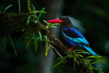 Dalda Javan Kingfisher 'ın Portresi