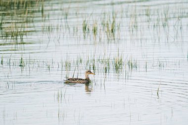 Gadwall ördeğinin yazın gölette yüzüşünü geniş açıdan görebiliriz.