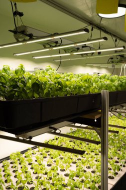 Kapalı alanda yetişen fesleğen bitkileri.