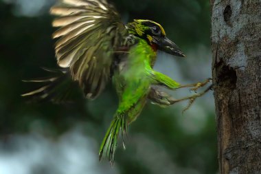 Psilopogon Javensis - Ağaçta siyah bantlı Barbet