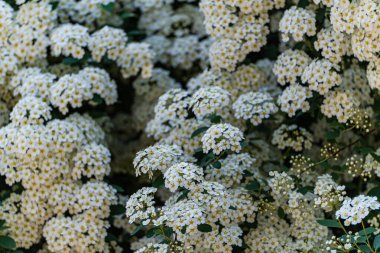 Çiçekli bahar bahçesi