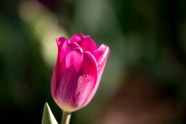 Çiçeklerle dolu bir yatakta tek lale.