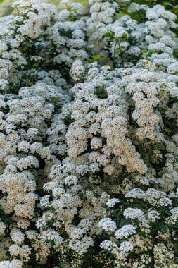 Çiçekli bahar bahçesi