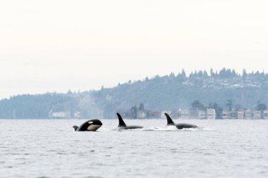 Seattle, Washington yakınlarında nesli tükenmekte olan bir katil balina sürüsü.