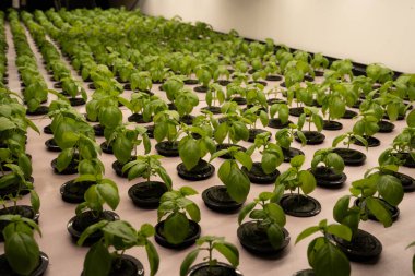 Kapalı alanda yetişen fesleğen fidanları.