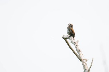 Bir ağaç dalında şarkı söyleyen bir Song Sparrow 'un yan görüntüsü