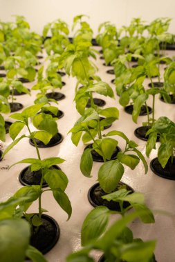 Kapalı alanda yetişen fesleğen bitkileri.