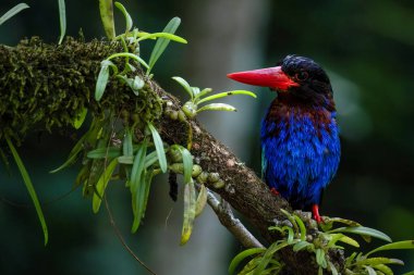 Dalda Javan Kingfisher 'ın Portresi