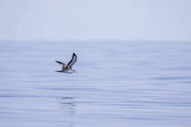 Bir Galapagos Petrel okyanus yüzeyinin hemen üstünde süzülür.