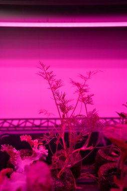Büyüyen ışıkların altında bitki fidanlarına yakın çekim