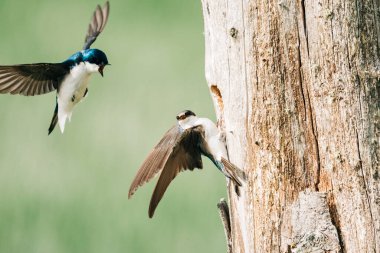 Erkek bir ağaç kırlangıcı bir dişiyle yuvaya dönüyor.