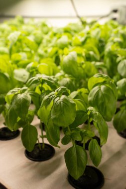 Kapalı alanda yetişen fesleğen bitkilerinin yakın çekimi