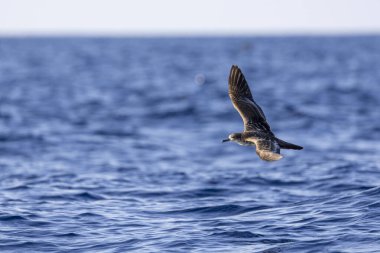 Yelkovan Süzülüyor Okyanus yüzeyinin üstünde