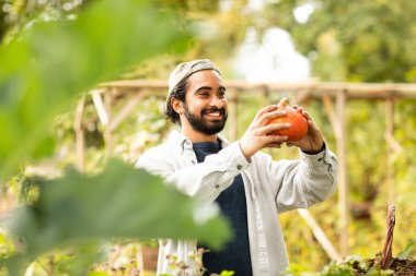 Bahçede balkabağı hasat eden sepetli genç adam.