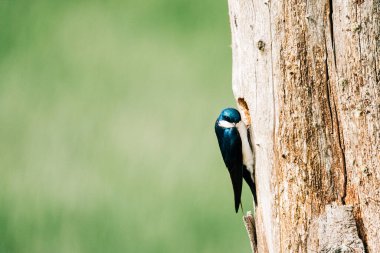 Ölü bir ağacın deliğine tünemiş bir ağaç kırlangıcının yan görüntüsü