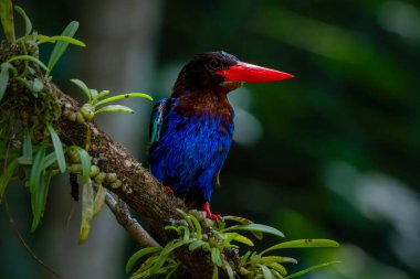 Dalda Javan Kingfisher 'ın Portresi