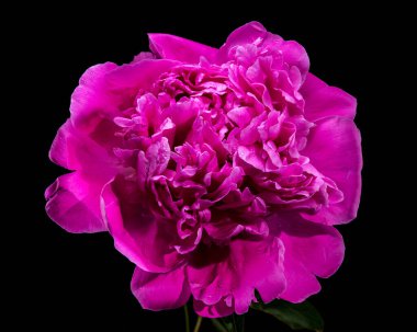 Sıcak Pembe Şakayık Çiçeği Su Damlacıklarıyla Siyah Arkaplan Karşısında