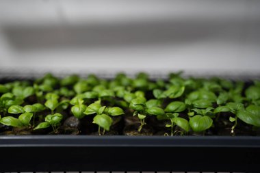 Tepside fesleğen fidanlarının yakın çekimi