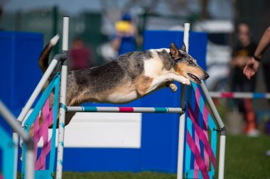 Çeviklik yarışmasında pürüzsüz Collie.