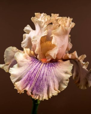 Yumuşak Şeftali ve Mor Göz Çiçeği Bud 'la Kahverengi