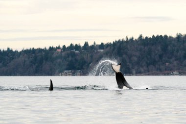 Nesli tükenmekte olan bir katil balina Puget Sound 'da kuyruk şaplağı atıyor.