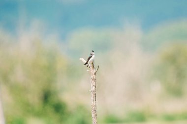 Dişi bir kırlangıcın dalda oturduğu geniş açı görüntüsü
