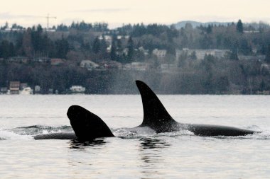 Soyu tükenmekte olan iki balina Seattle yakınlarında birlikte yüzüyor.